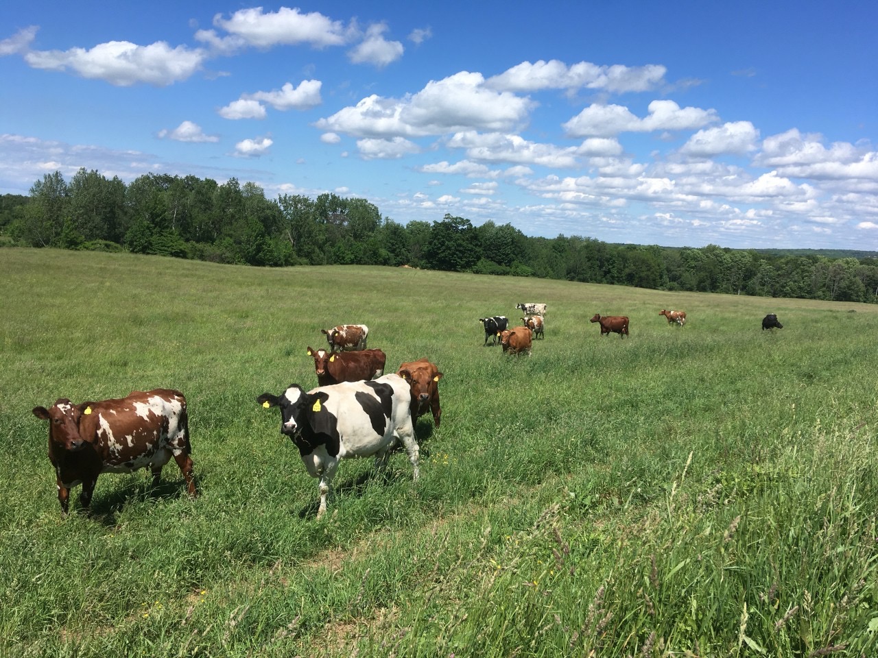 A herd of cattle in a green pasture beneath a blue sky with scattered clouds.